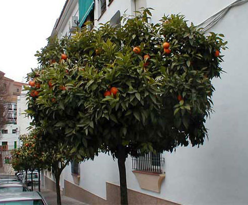 Orange tree close to our rental property in Torrox, Spain
